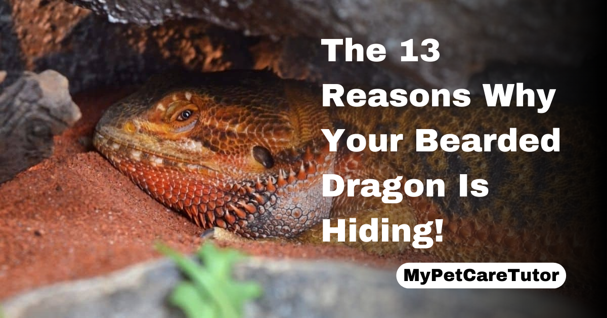 The 13 Reasons Why Your Bearded Dragon Is Hiding!