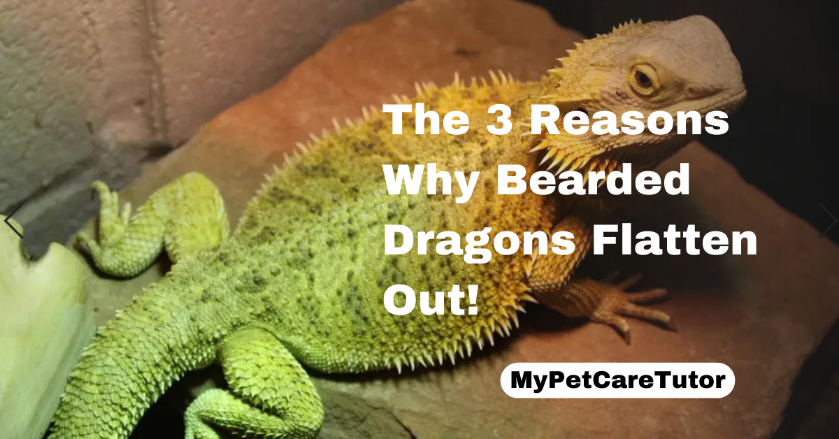 The 3 Reasons Why Bearded Dragons Flatten Out!