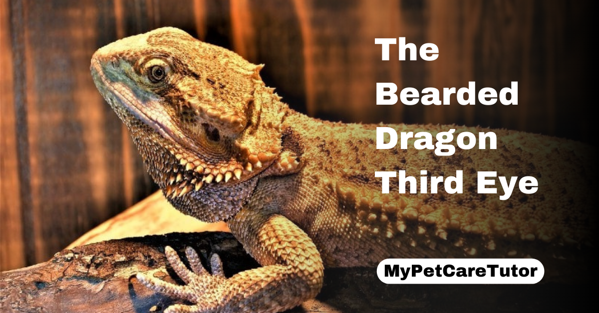 The Bearded Dragon Third Eye