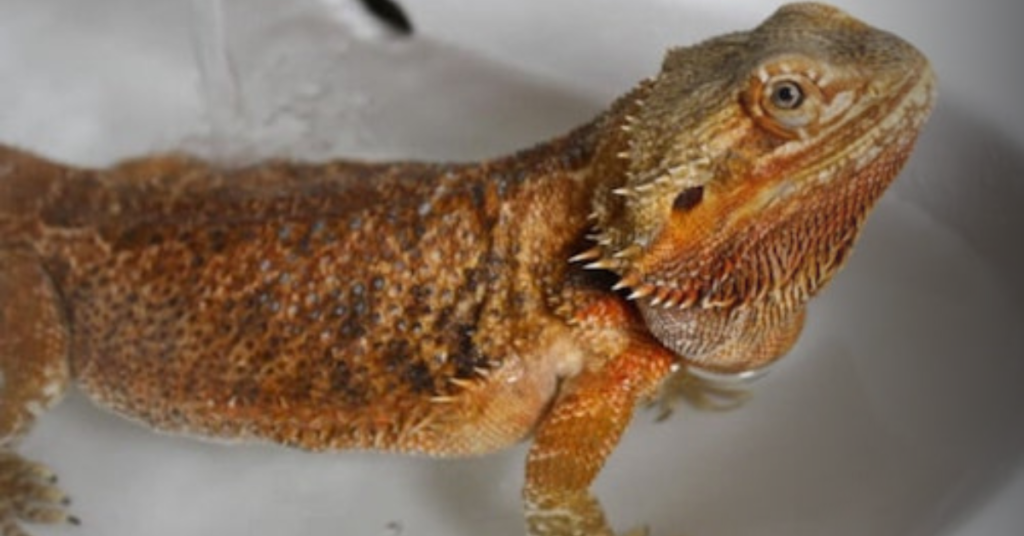 The Cons of Bathing Your Bearded Dragon