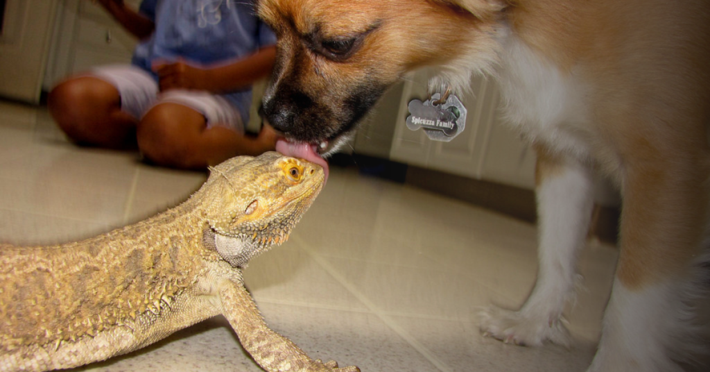 Tips for Introducing Bearded Dragons and Dogs Safely