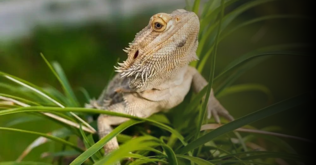 Tips for Keeping Your Bearded Dragon Safe