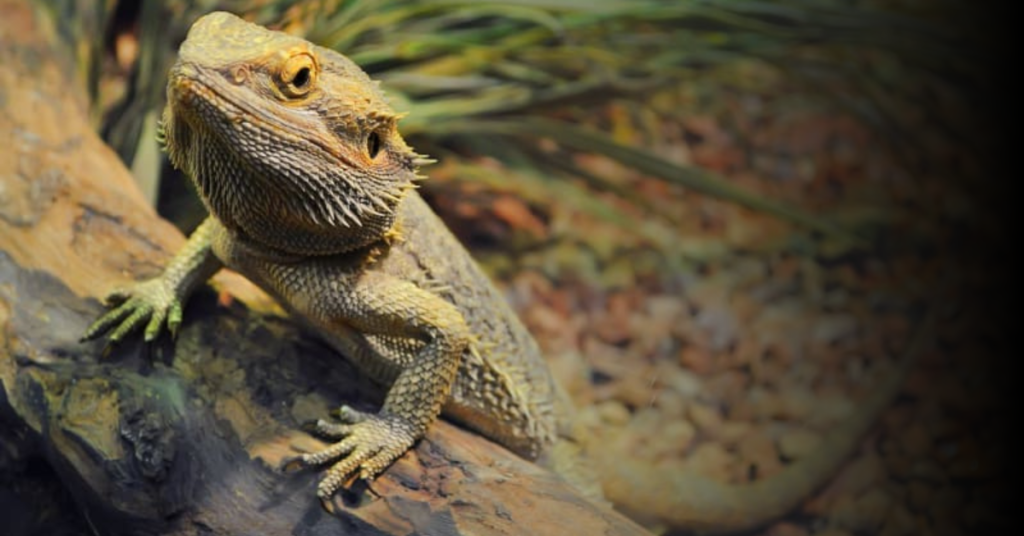 Tips for Maintaining a Healthy Diet for Your Bearded Dragon