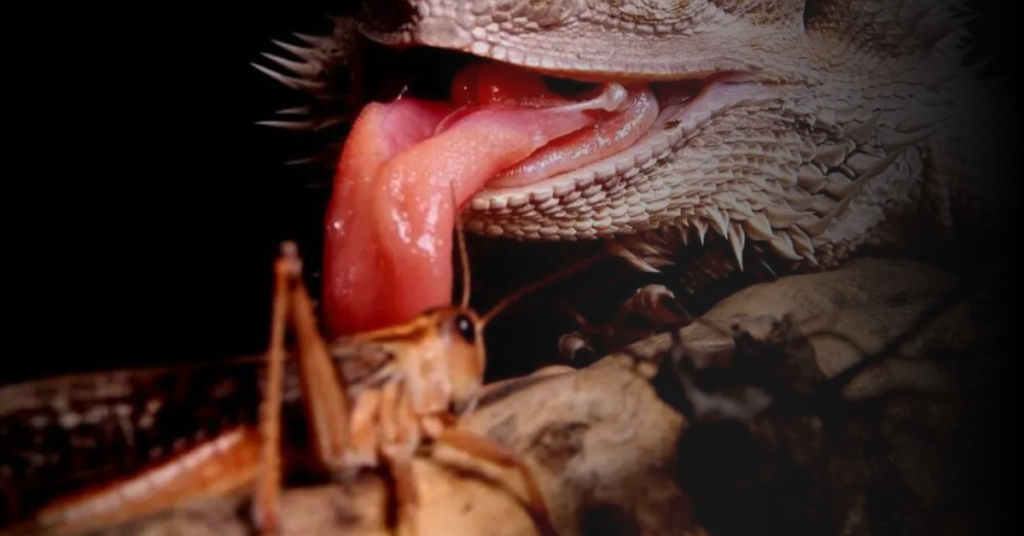 Tips for Safely Incorporating Crickets into Bearded Dragon Diet