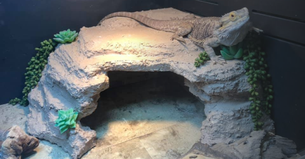 Types of Hides for Bearded Dragons