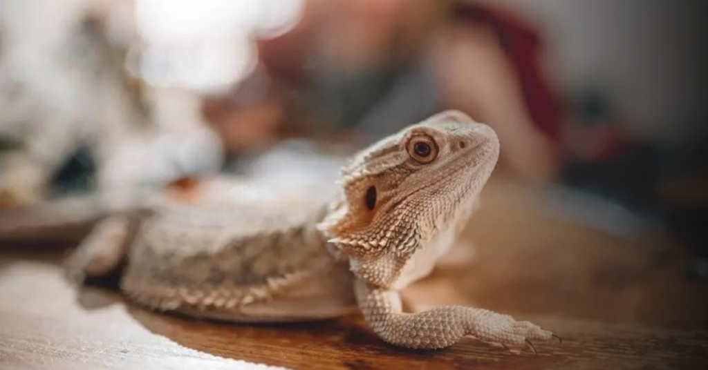 Understanding Bearded Dragons' Behavior
