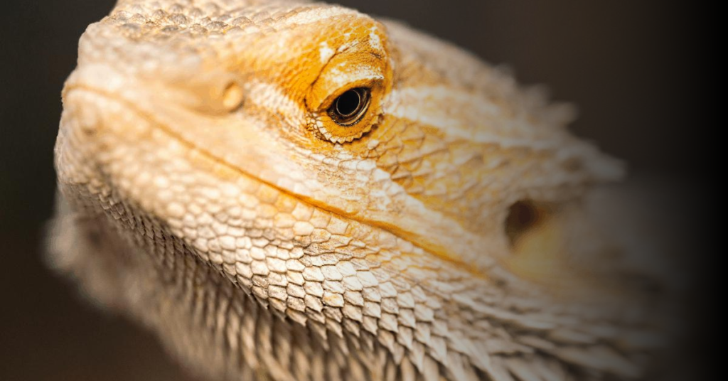 Understanding the Anatomy of a Bearded Dragon's Eye