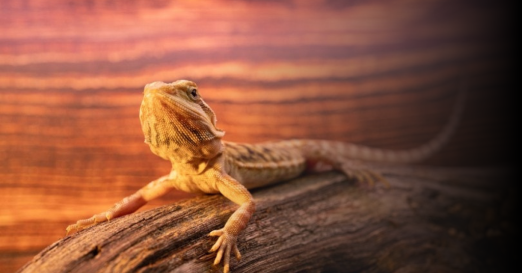 Understanding the Importance of Basking Bulbs for Bearded Dragons