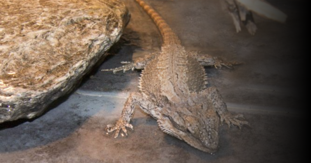 Understanding the Importance of Clean Water for Your Bearded Dragon