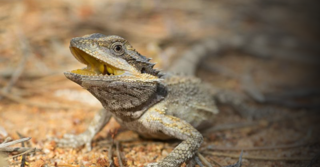 Understanding the Natural Behaviors of Bearded Dragons