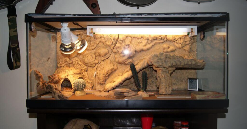 Understanding the Normal Temperature Range for Bearded Dragons