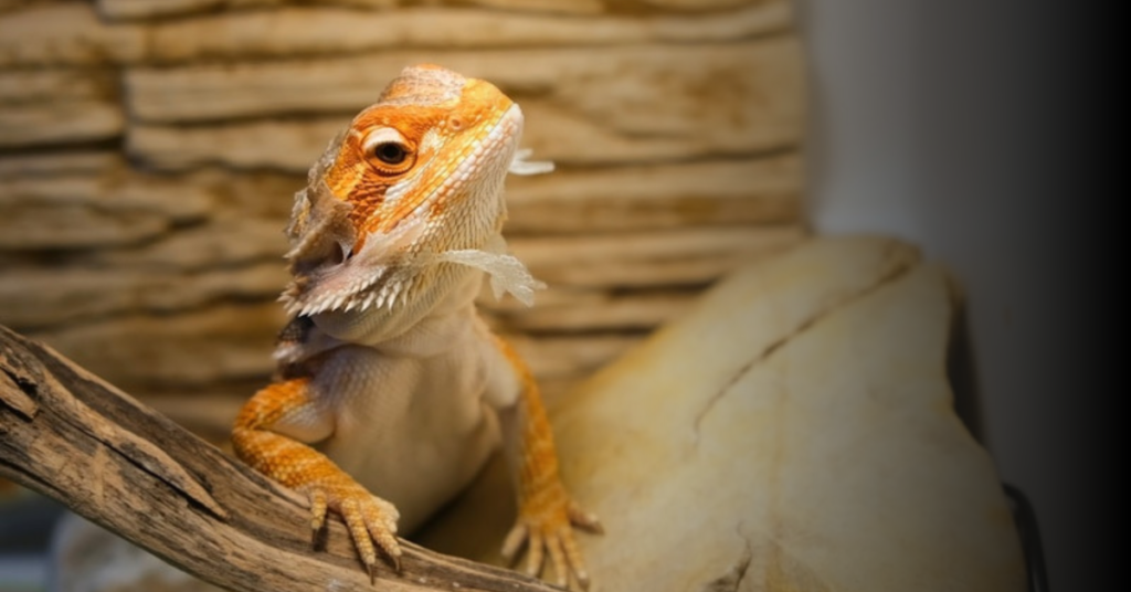 Understanding the Shedding Process in Bearded Dragons