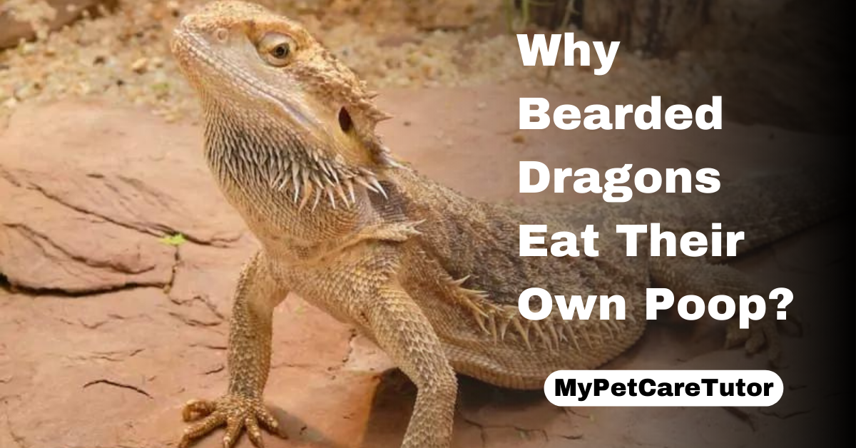 Why Bearded Dragons Eat Their Own Poop?