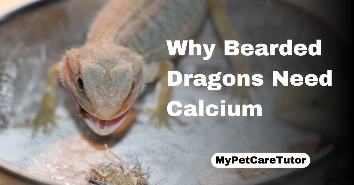Why Bearded Dragons Need Calcium