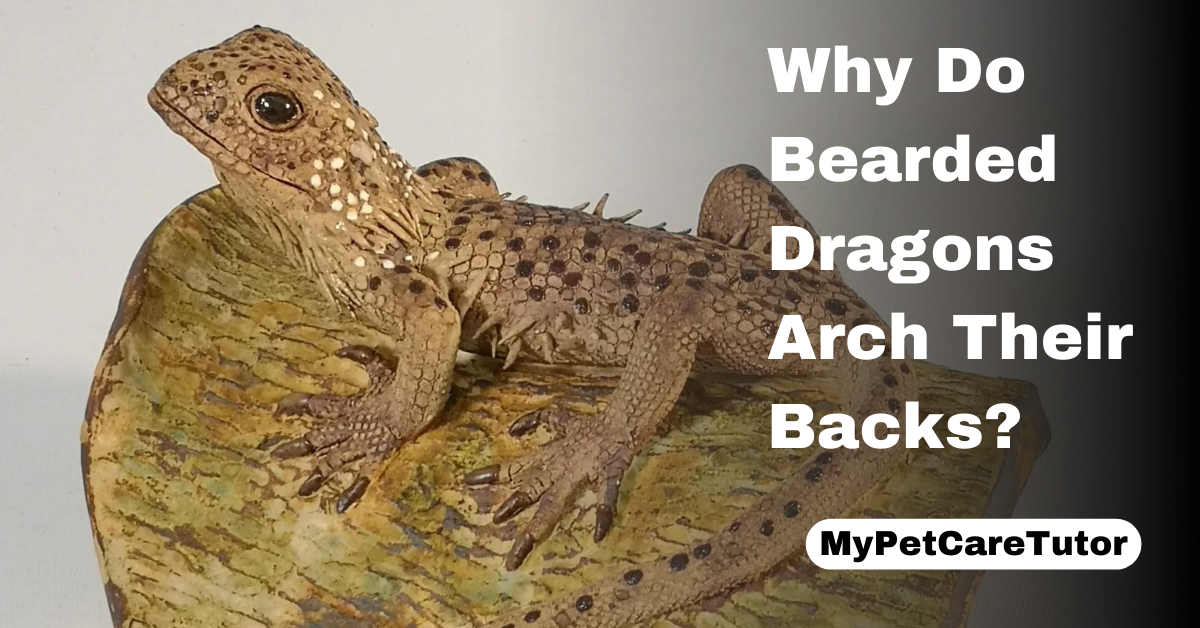 Why Do Bearded Dragons Arch Their Backs?