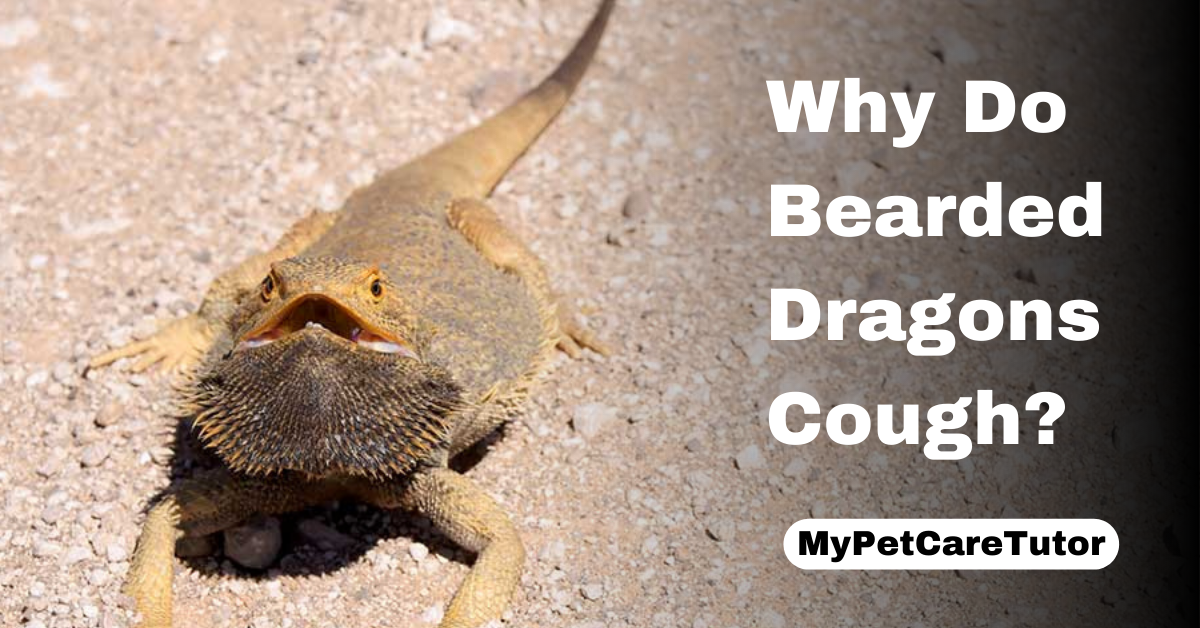 Why Do Bearded Dragons Cough?