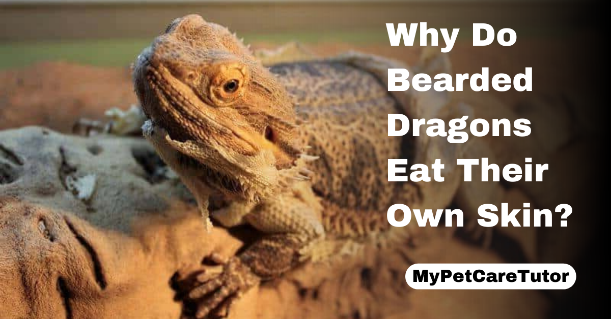 Why Do Bearded Dragons Eat Their Own Skin?