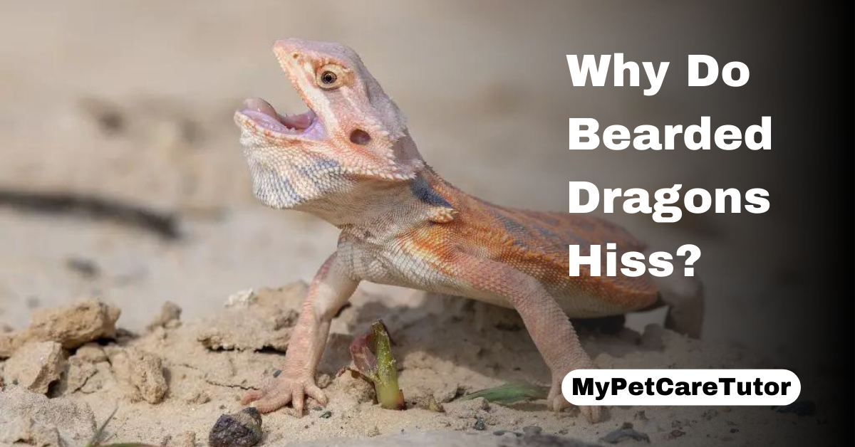 Why Do Bearded Dragons Hiss?
