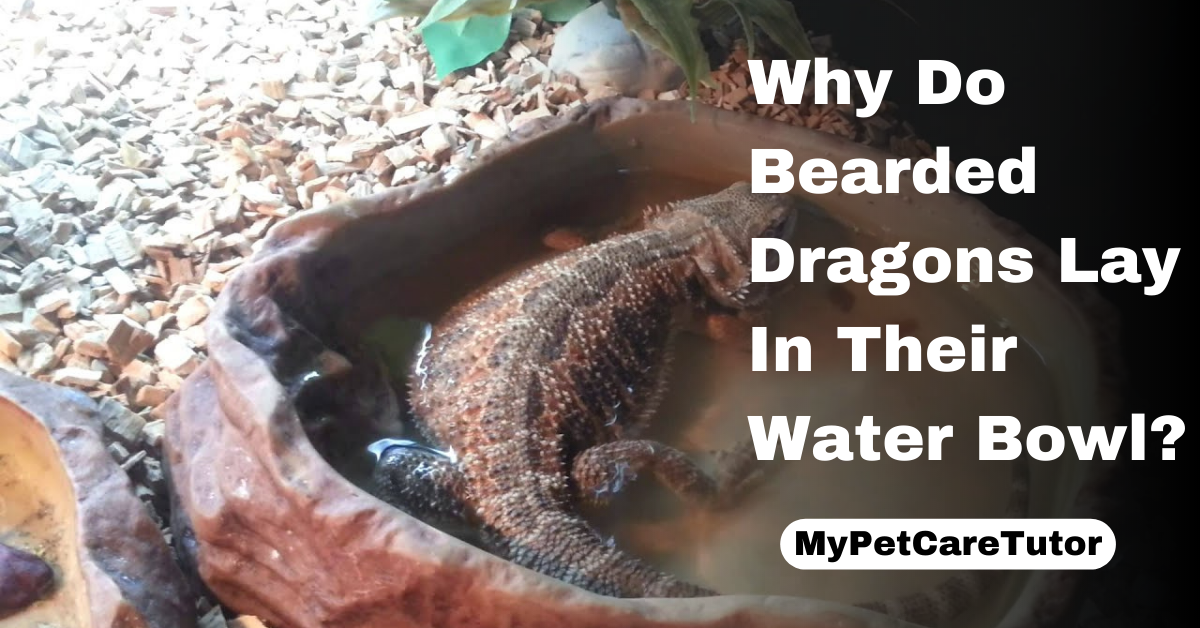 Why Do Bearded Dragons Lay In Their Water Bowl?