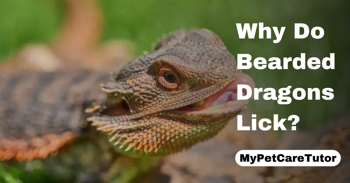 Why Do Bearded Dragons Lick?