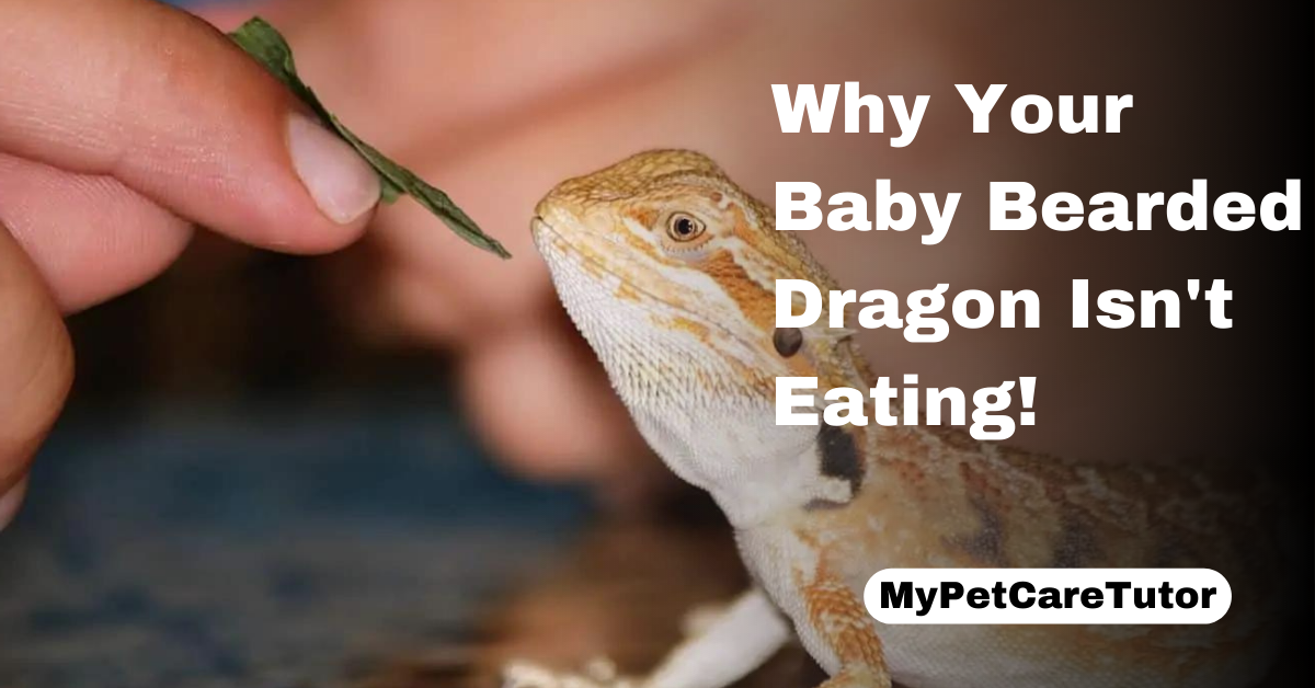 Why Your Baby Bearded Dragon Isn't Eating!