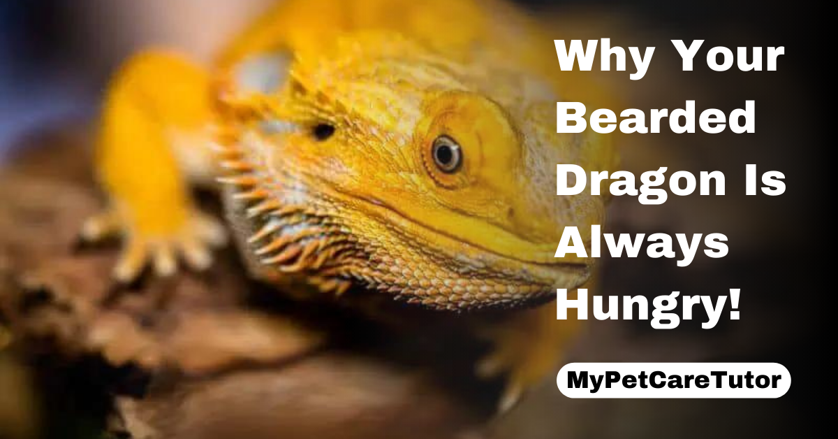 Why Your Bearded Dragon Is Always Hungry!