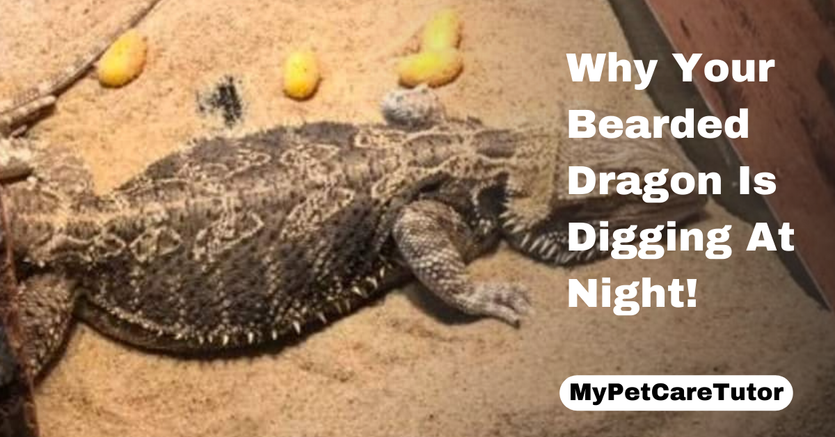 Why Your Bearded Dragon Is Digging At Night!