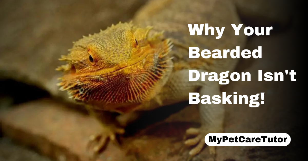 Why Your Bearded Dragon Isn't Basking!