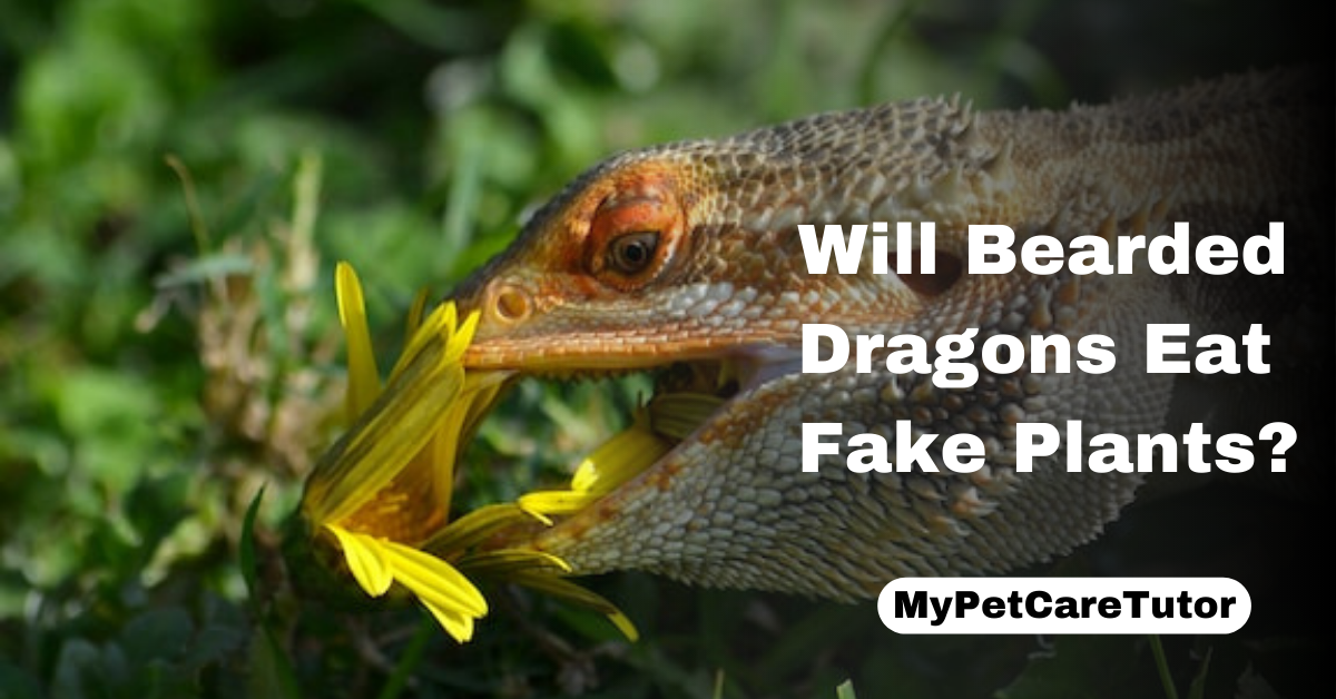 Will Bearded Dragons Eat Fake Plants?