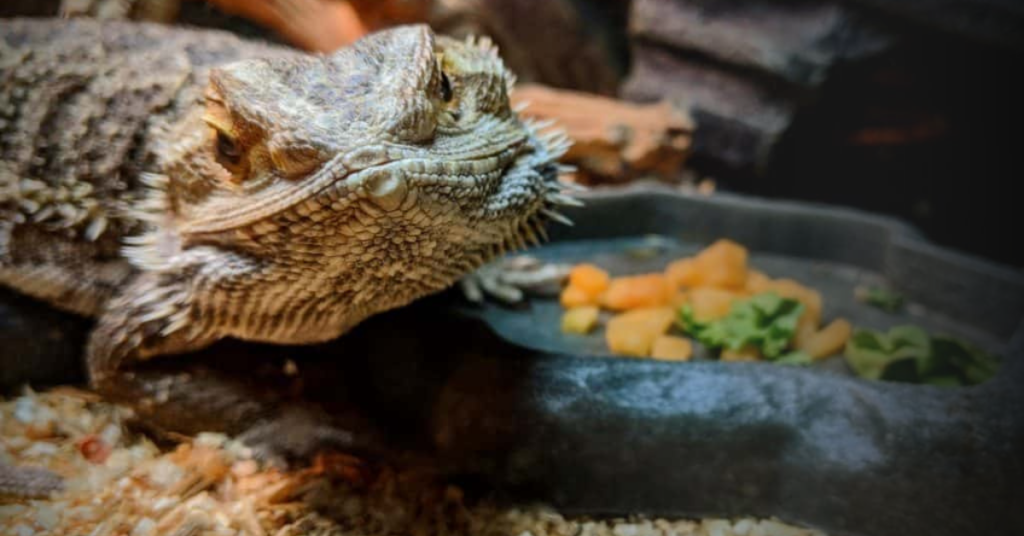 Your Bearded Dragon Diet