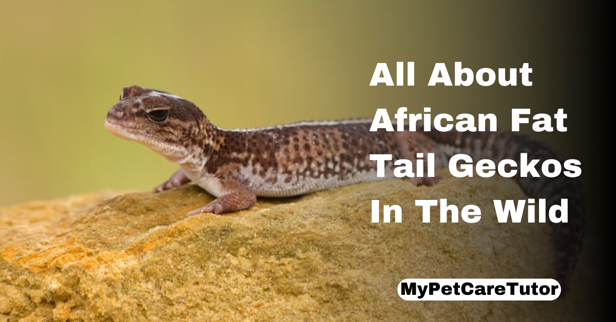 All About African Fat Tail Geckos In The Wild