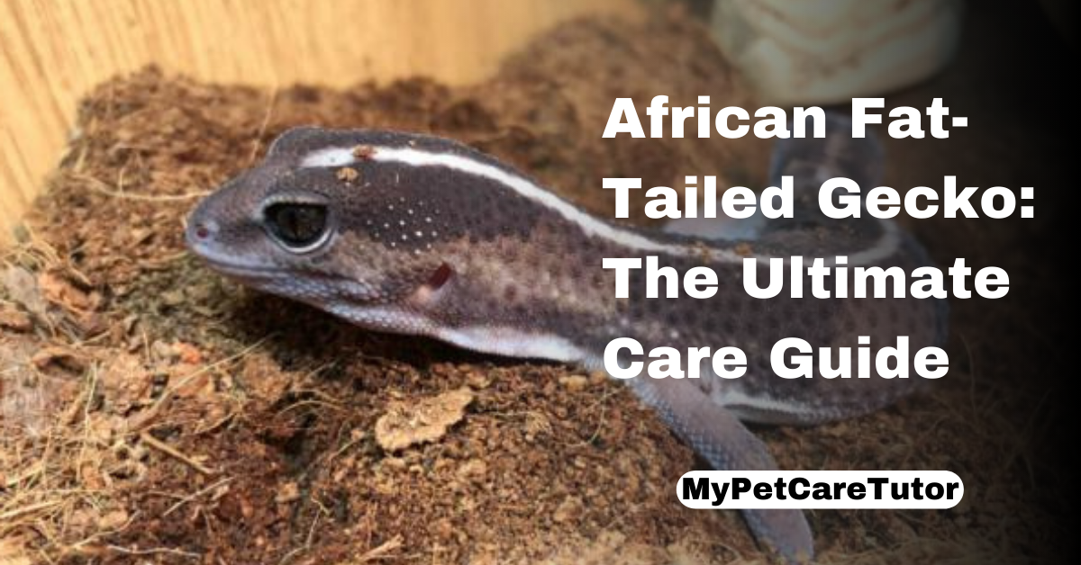 African Fat-Tailed Gecko: The Ultimate Care Guide