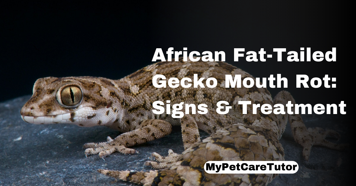 African Fat-Tailed Gecko Mouth Rot: Signs & Treatment