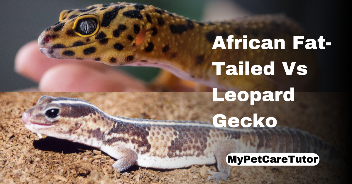 African Fat-Tailed Vs Leopard Gecko