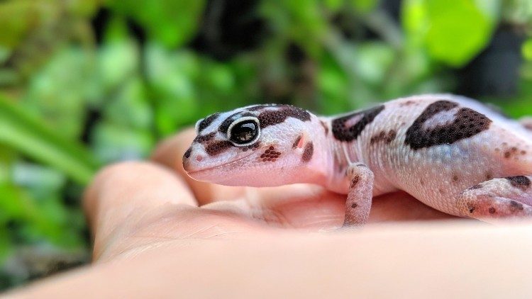 Overview of African Fat-Tailed Gecko's Dietary Needs