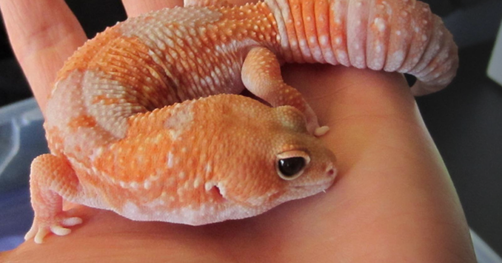 Albino African Fat-Tailed Gecko Care and Maintenance