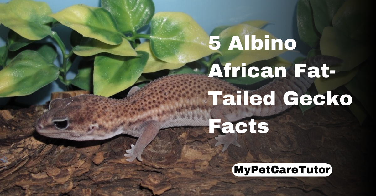 5 Albino African Fat-Tailed Gecko Facts