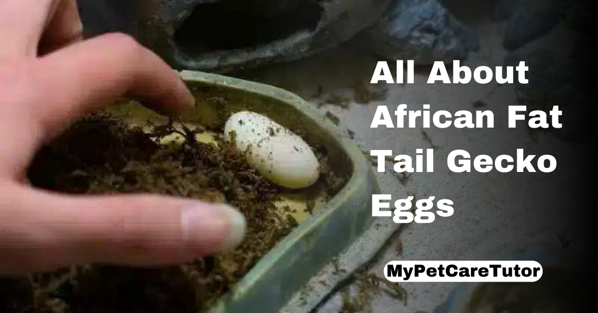 All About African Fat Tail Gecko Eggs