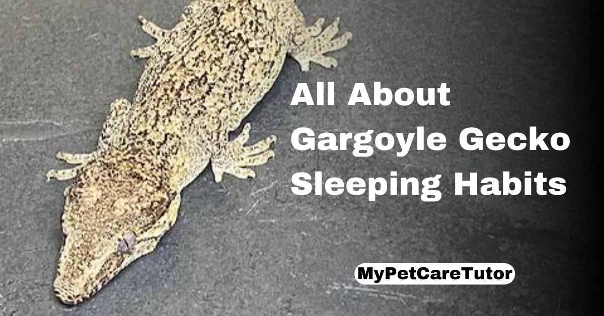 All About Gargoyle Gecko Sleeping Habits