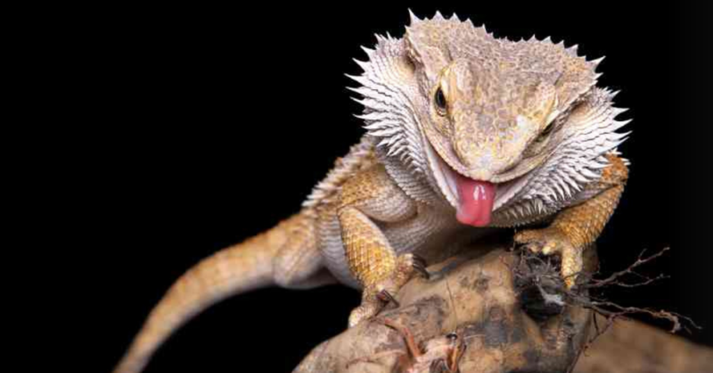 Anatomy of a Bearded Dragon Tongue