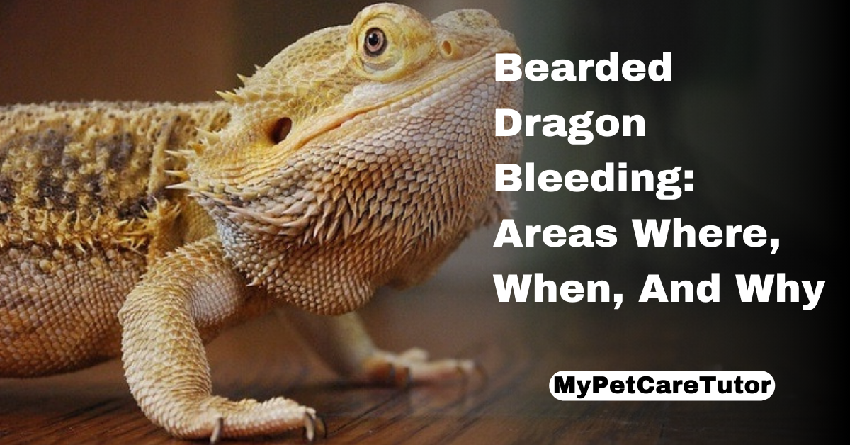 Bearded Dragon Bleeding