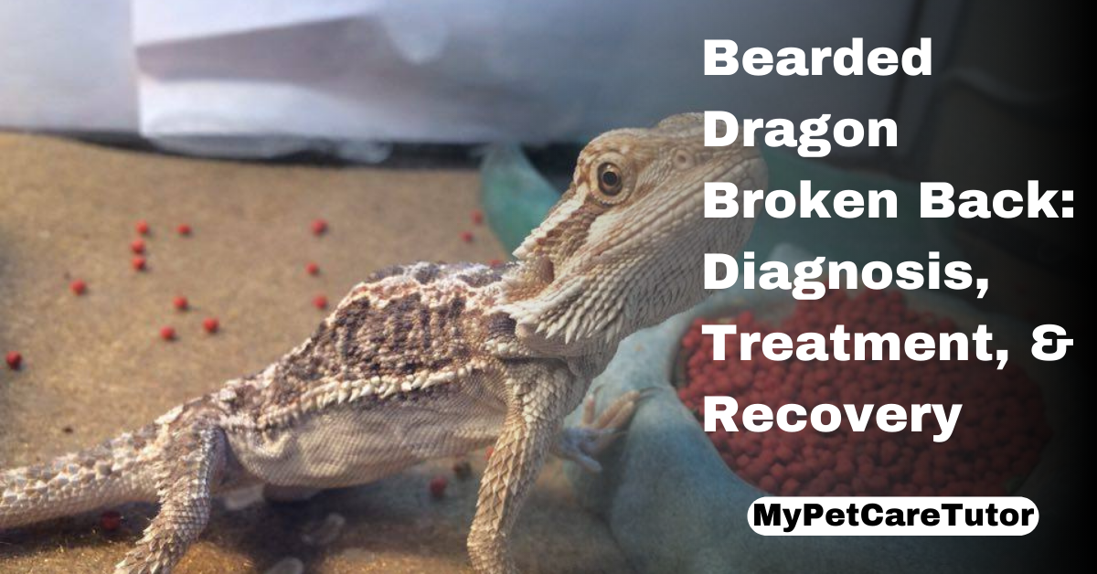 Bearded Dragon Broken Back