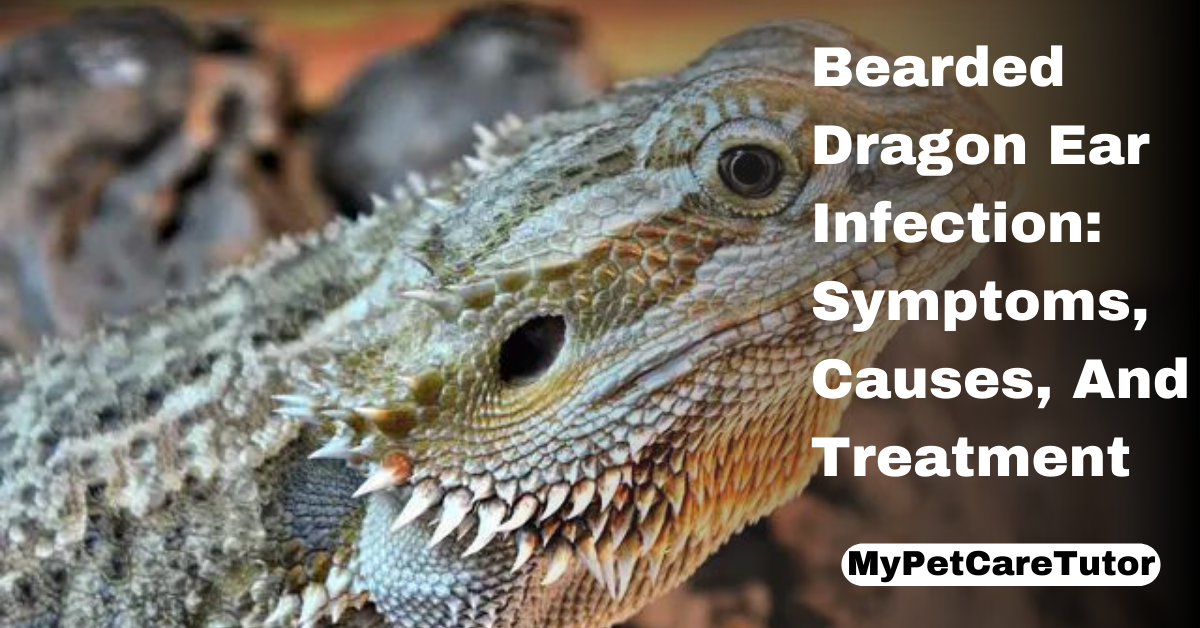 Bearded Dragon Ear Infection: Symptoms, Causes, And Treatment