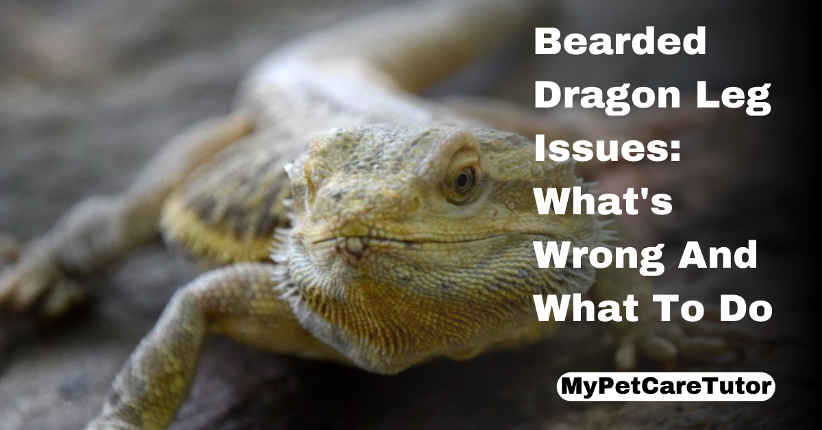 Bearded Dragon Leg Issues: What's Wrong And What To Do