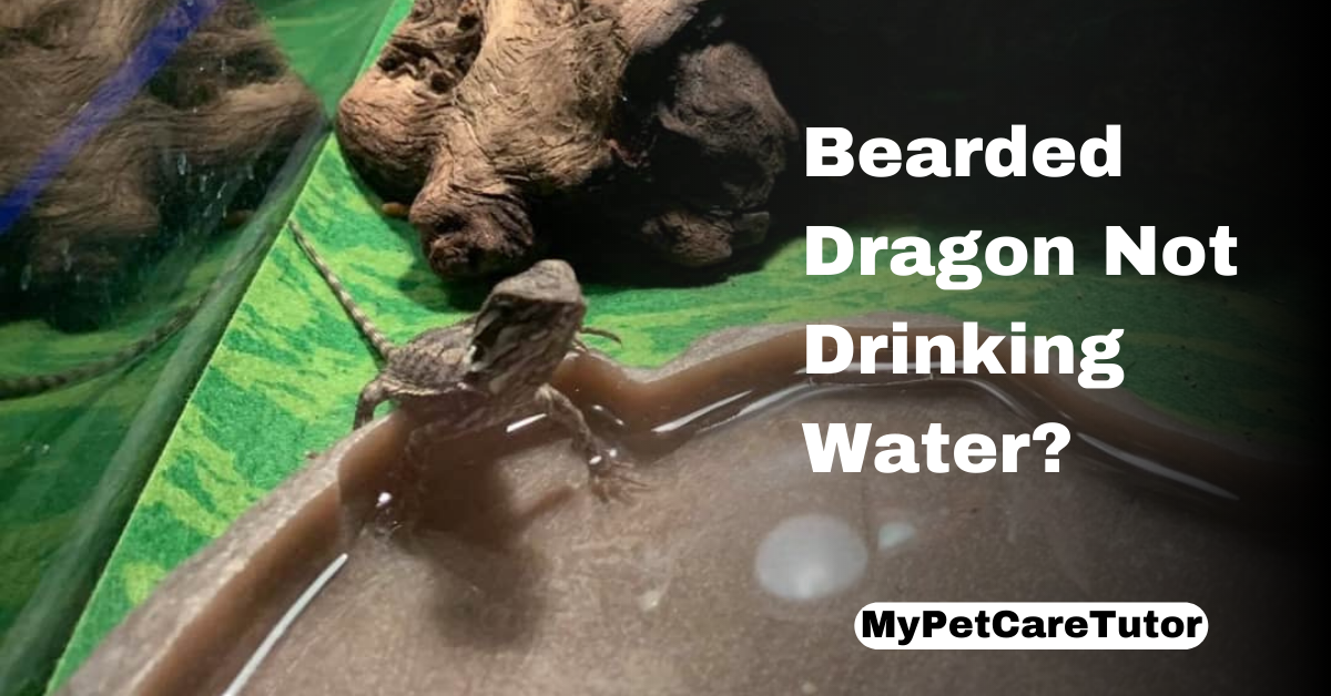 Bearded Dragon Not Drinking Water?