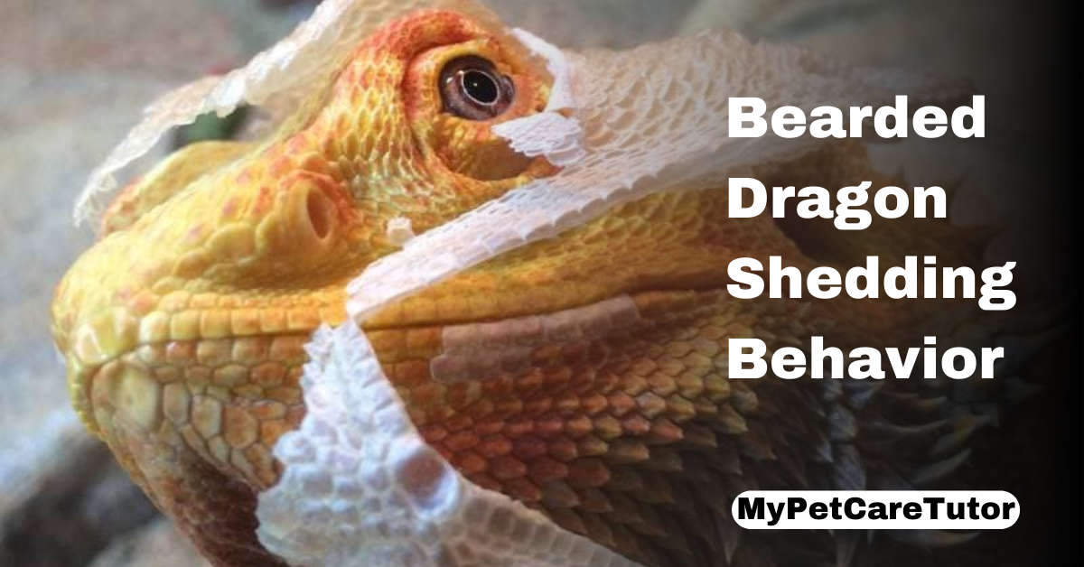 Bearded Dragon Shedding Behavior