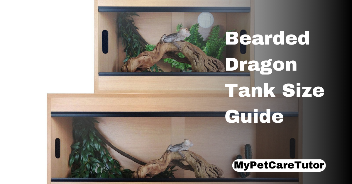 Bearded Dragon Tank Size Guide