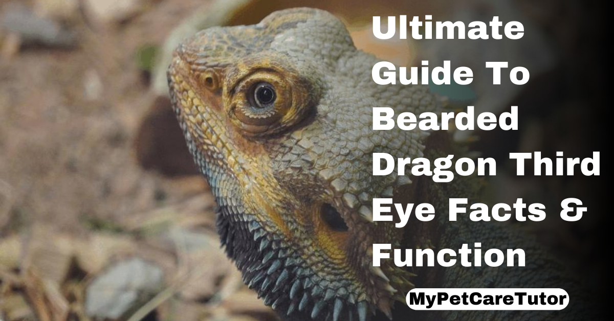 Ultimate Guide To Bearded Dragon Third Eye Facts & Function