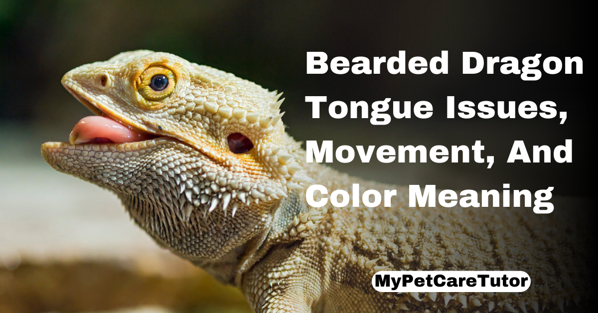 Bearded Dragon Tongue Issues, Movement, And Color Meaning