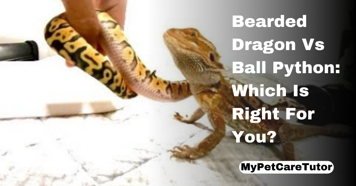 Bearded Dragon Vs Ball Python: Which Is Right For You?